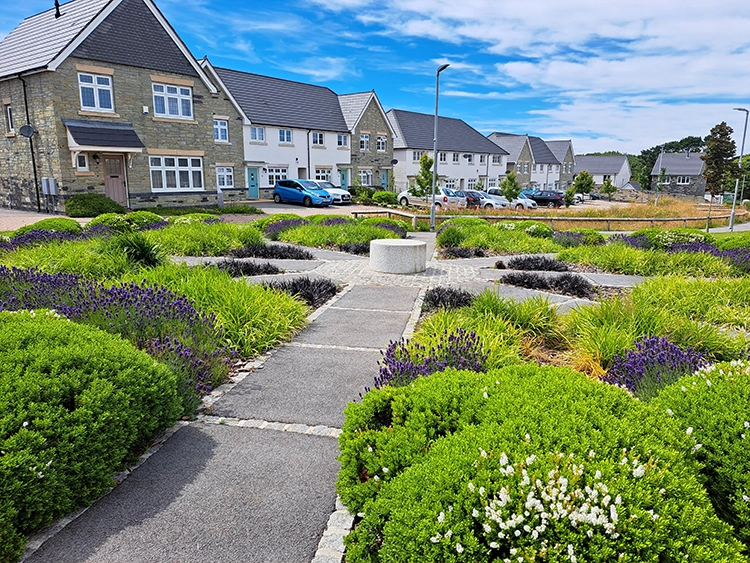 A pathway with neat shrubbery planted along either side