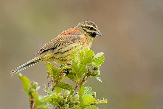 An image of a small songbird