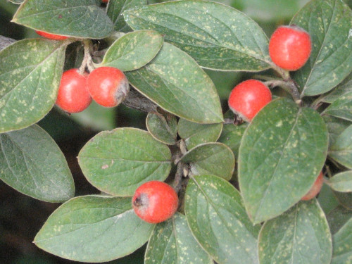 A close-up view of the shrub Cotoneaster franchetii, with green rounded leaves and several small red berries