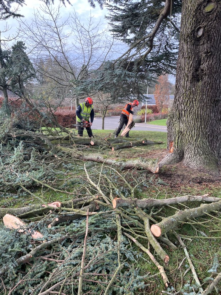 Elm Rise In Progress