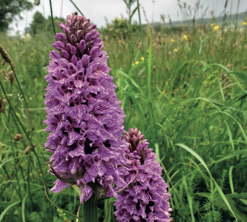Two large purple flowers contained within tall grass and reeds