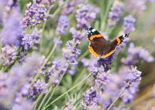 A brown butterfly with orange and white spots detailed on its wings about to take flight from a field of lillacs
