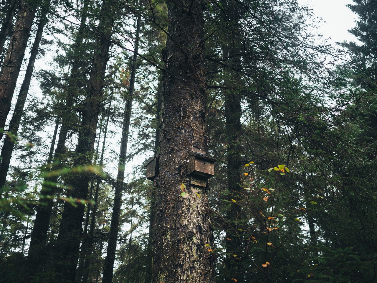 An upward-angled image depicting a range of tree species forming a mature woodland